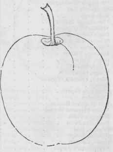Washington Plum