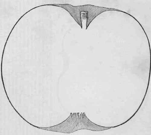 Wine Apple 15