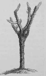 How To Have Roses In November 18490011