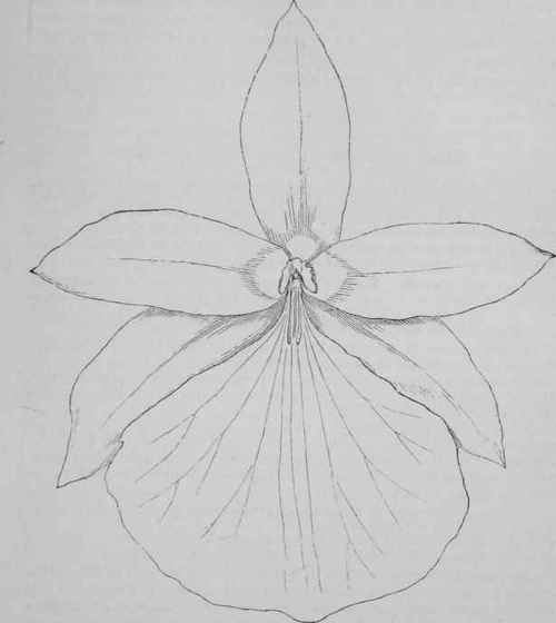 MILTONIA MORELIANA (BRONG).