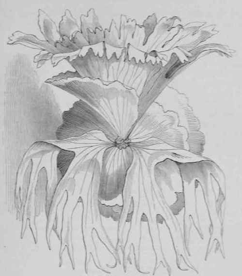PLATYCERIUM GRANDE.