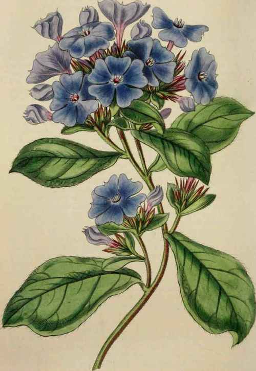 PLUMBAGO LARPENTAE.
