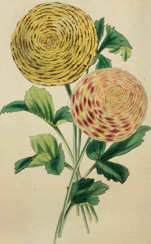 RANUNCULUSES.