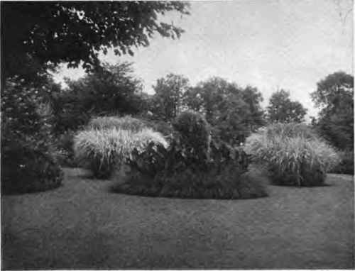 Hardy grasses as elements of formal gardening. Mr. Egan*s home at Highland Park, III.