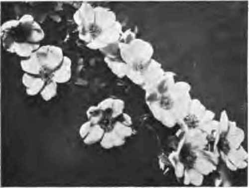 Rosa Spinosissima var. Altaica.