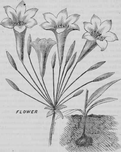 Trietelia Laxa 24