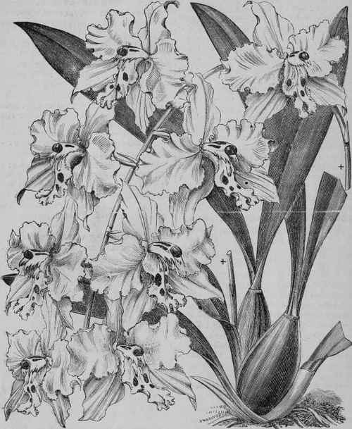 ODONTOGLOSSUM CRISPUM.