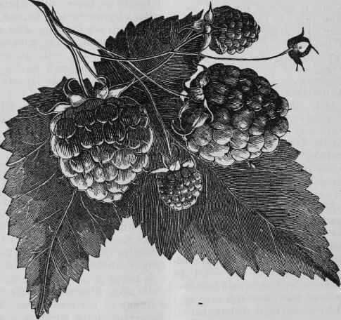 HORNET RASPBERRY.