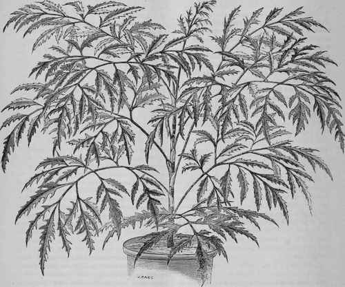 PANAX LACINIATUS.