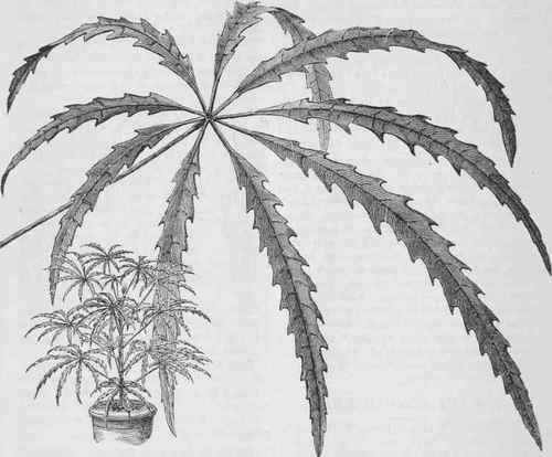 ARALIA ELEGANTISSIMA.