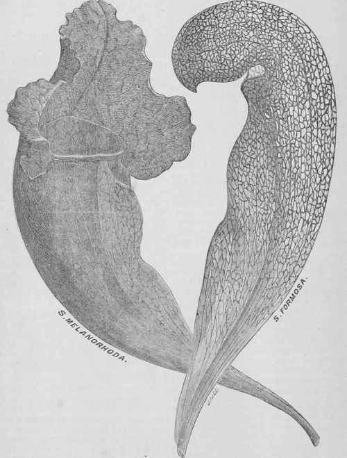 Hybrid Sarracenias.