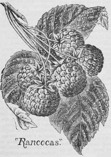 Rancocas Raspberry 40