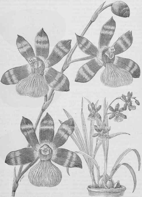 Zygophyllum Sedeni.