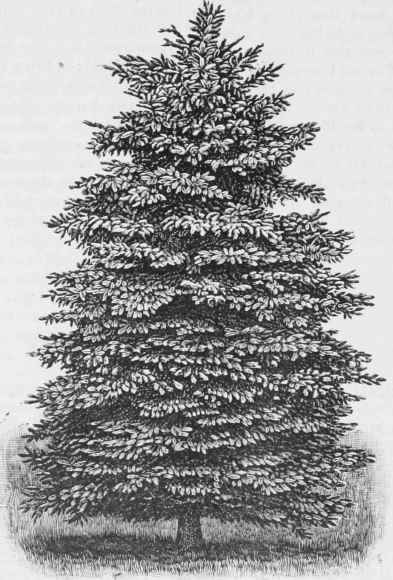Abies pungens.