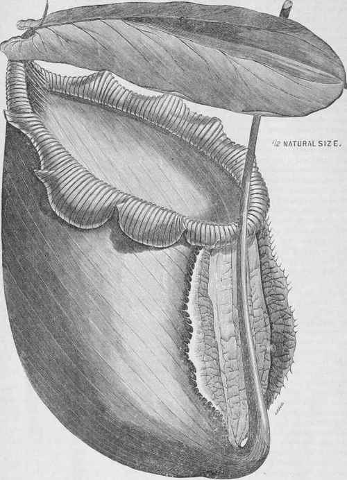 Nepenthes Rajah.