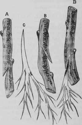 Grafting on Small Roots.