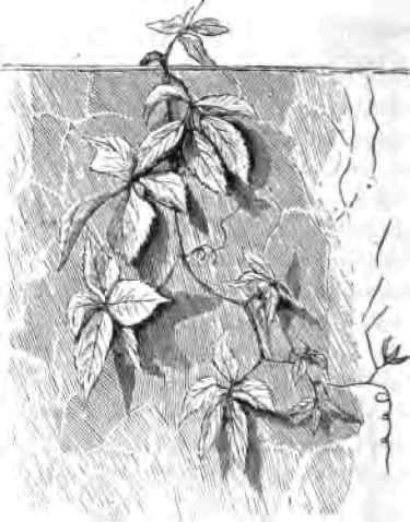 Ampelopsis.