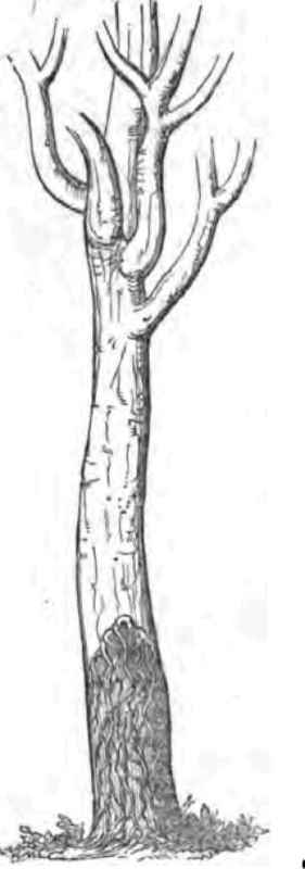 February Roots 110022
