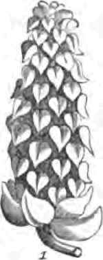 Fructification Of Saxe Gothaea.