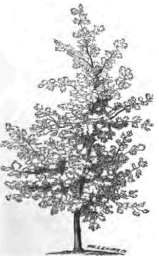 LIQUIDAMBER STYRACIFLVA.