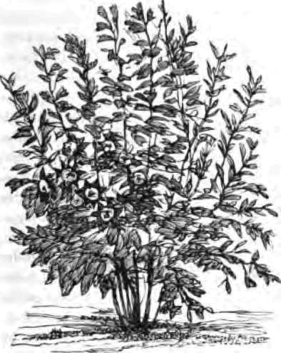 Rhododendron.