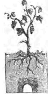 Rot In Grapes A Suggestion 1400111