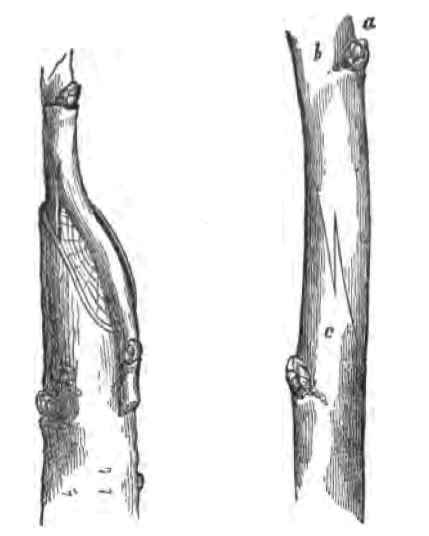 Saddle Grafting 230012