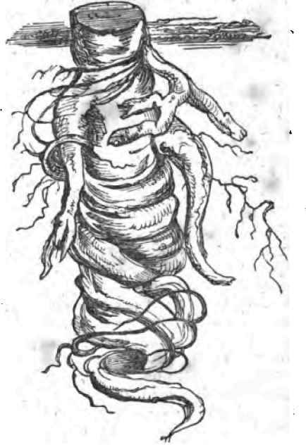 September Roots 1100121