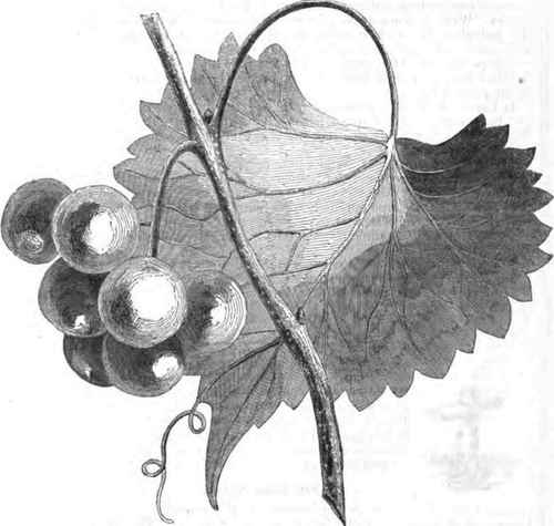 THE SCUPPERNONG GRAPE.