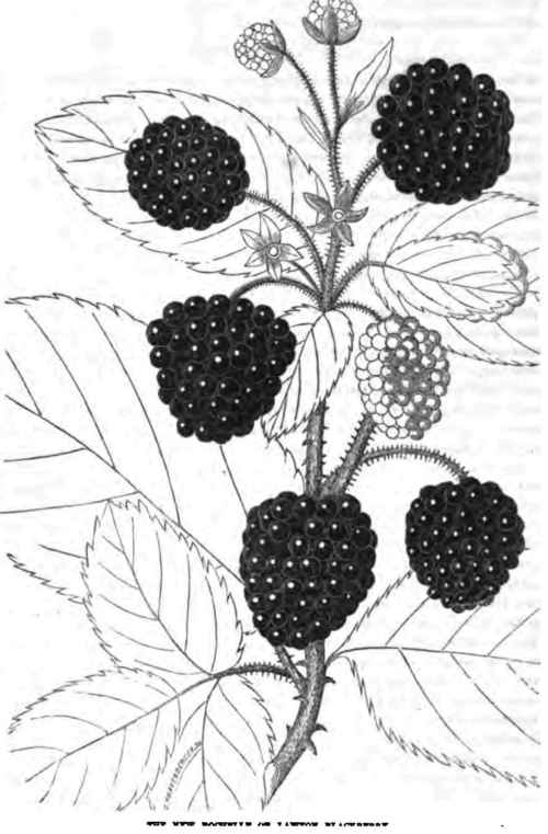 The New Rochelle Or Lawton Blackberry 400129