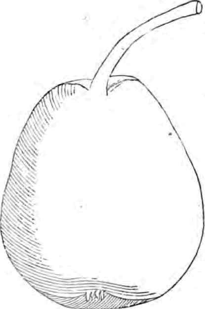 Alexander Pear.