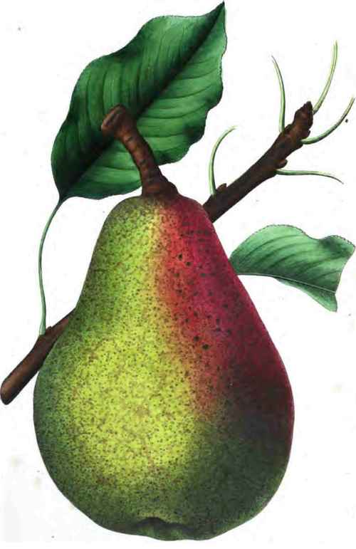 Beurre Clairgeau Pear