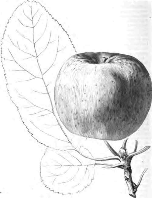 Rasche Apple.