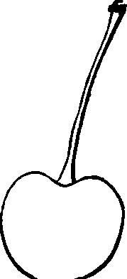 Slack Hawk Cherry,