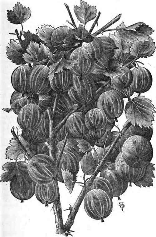 Smith's Improved Gooseberry.