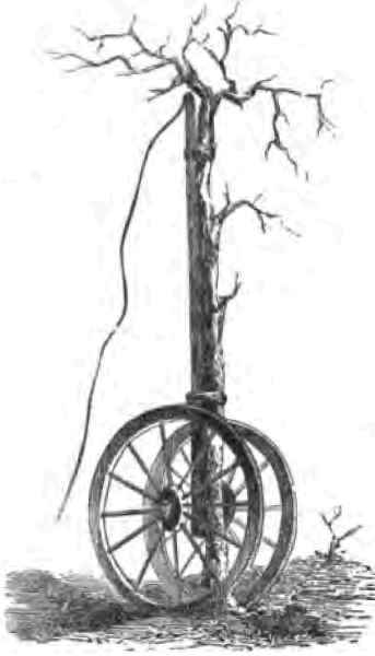Tree Mover 150058