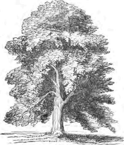 English Elm.