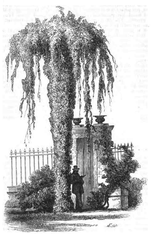 IVY BOWER.
