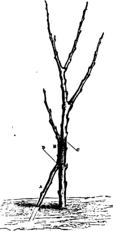 Inarching 15007