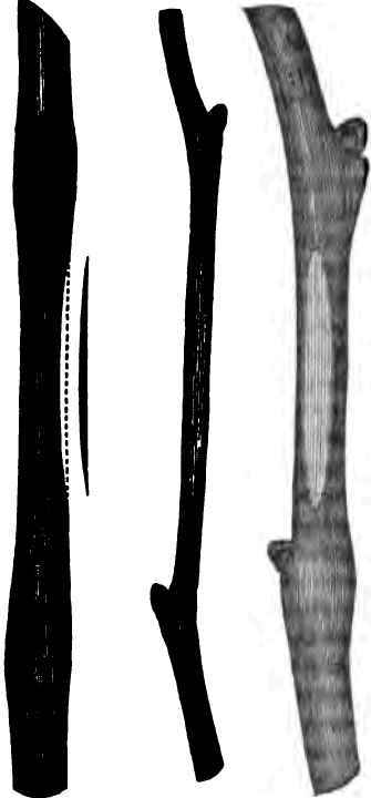 Inarching The Grape-Vine 150051