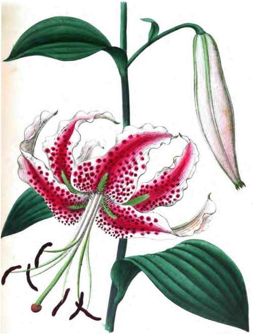 LILIUM LANCIFOLIUM SPECIOSUM.