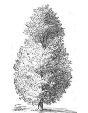 Magnolia Acuminata.
