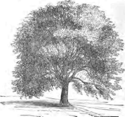 Osage Orange.