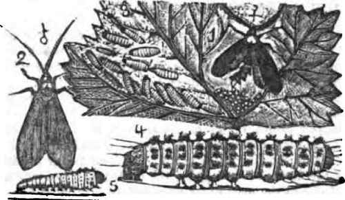 Procris Americana.