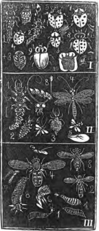 Sect II Hemerobiidae Lace Winged Flies 130036