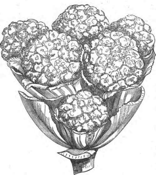 Monstrous Broccoli 120027