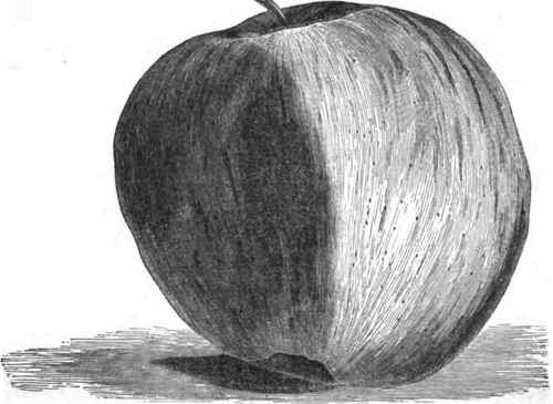 NEW YORK PIPPIN APPLE.
