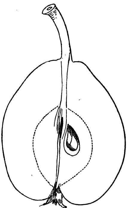 Ontario Pear.
