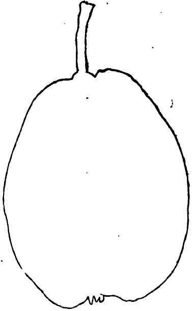 Ontario Pear.