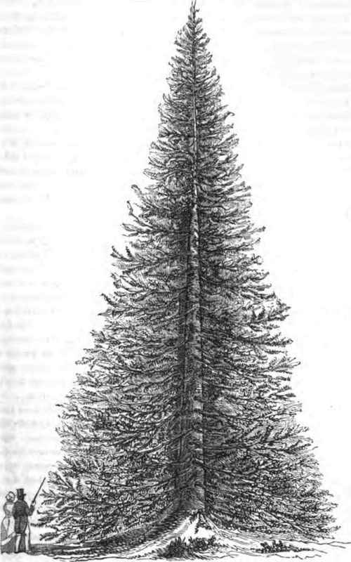 PICEA PECTINATA OR SILVER FIR.